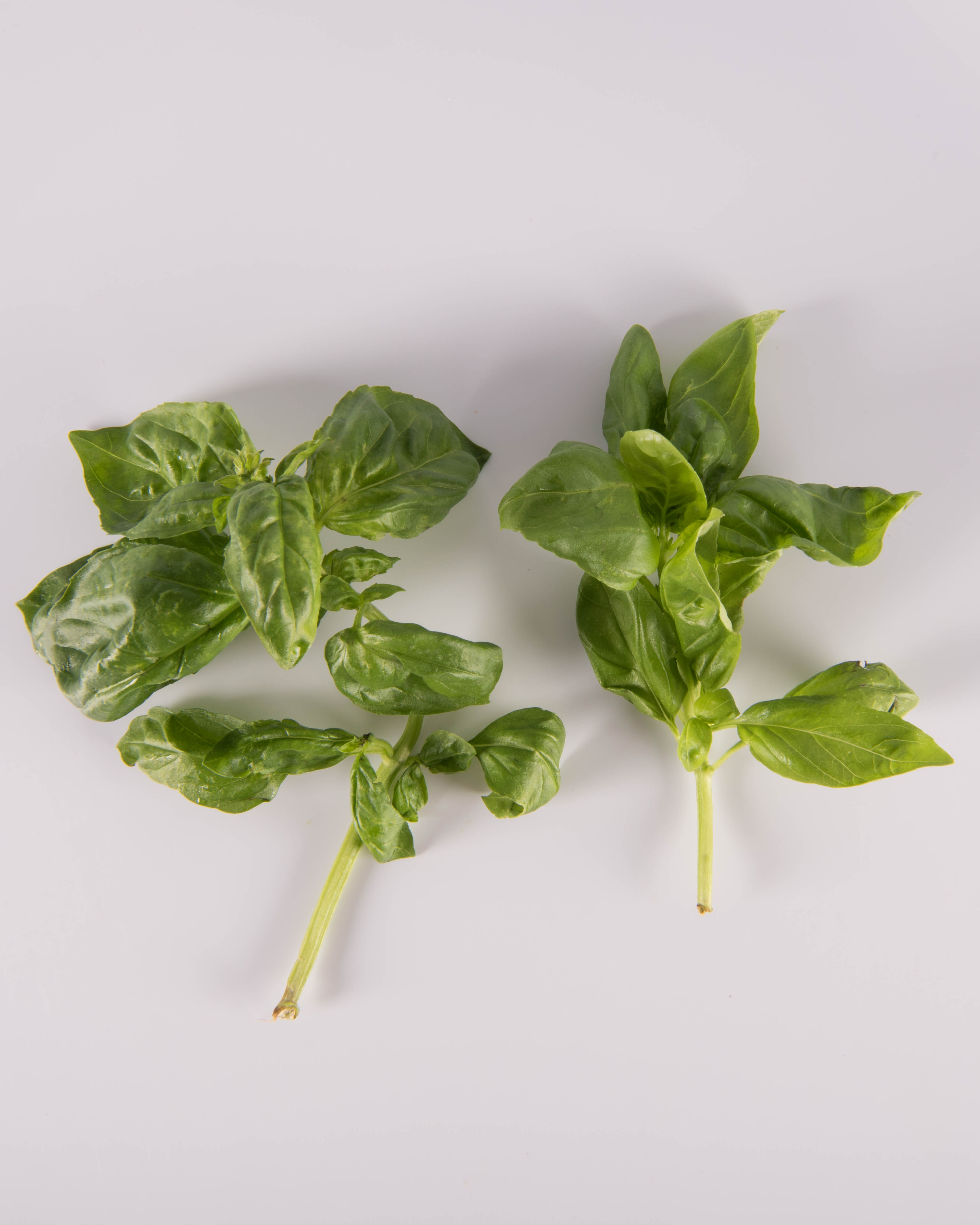 Fresh green basil leaves taste of pepper anise mint The